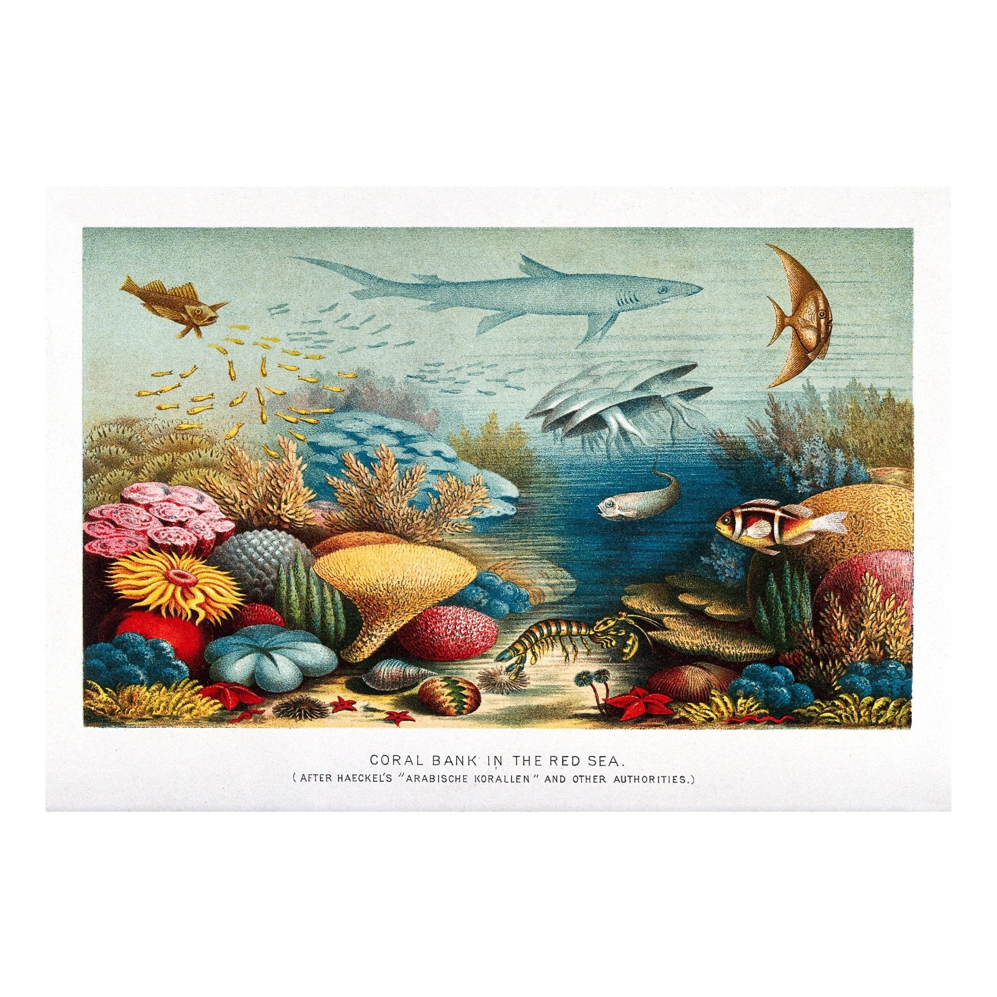 Decorative "A coral reef in the Red Sea" by Ernst Haeckel Poster | High - Quality Print | Repositionable Adhesive - Pasquín