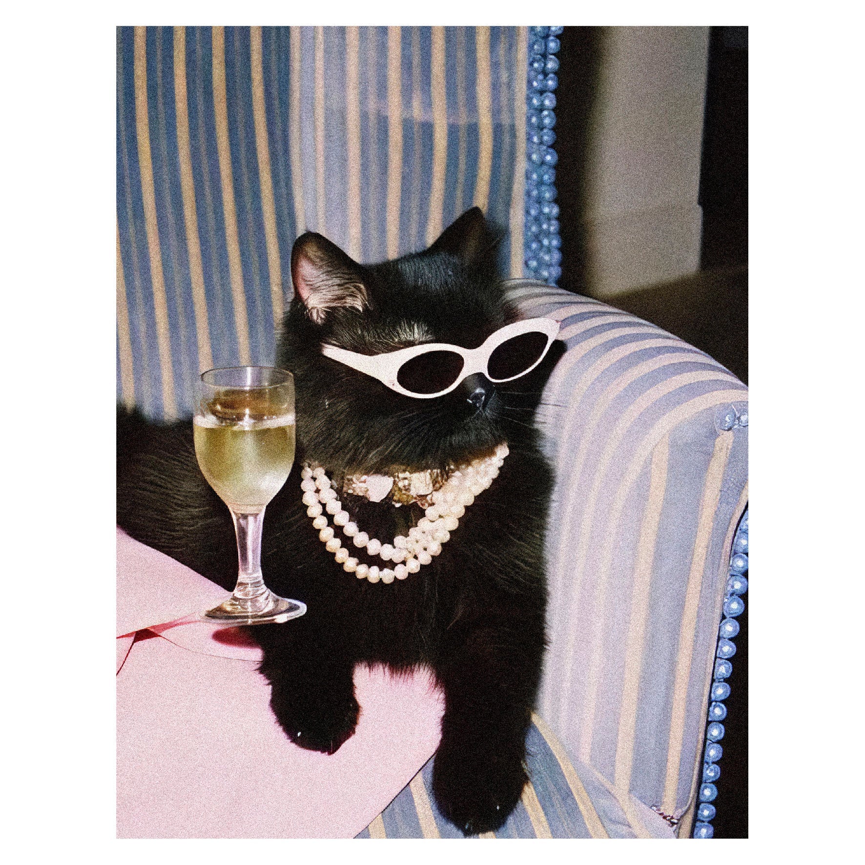 Decorative "Coquette Collection: Glam Cat" Poster | High - Quality Print | Repositionable Adhesive - Pasquín