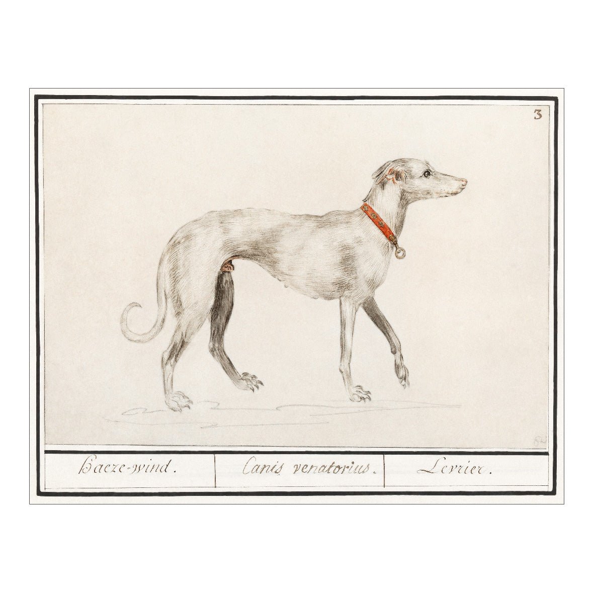 Decorative "Greyhound (1596–1610)" by Anselmus Boëtius de Boodt Poster | High - Quality Print | Repositionable Adhesive - Pasquín