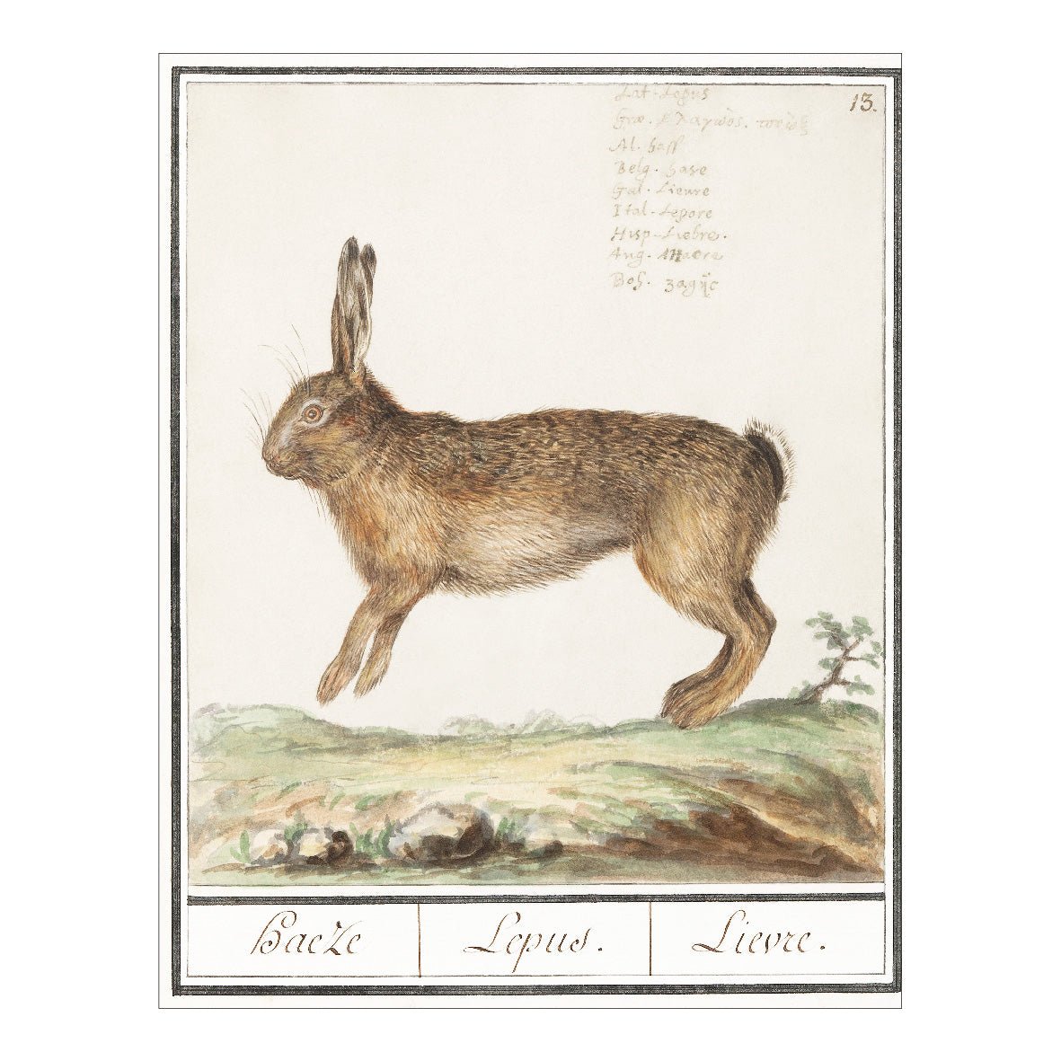 Decorative "Hare, Lepus europaeus (1596–1610)" by Anselmus Boëtius de Boodt Poster | High - Quality Print | Repositionable Adhesive - Pasquín