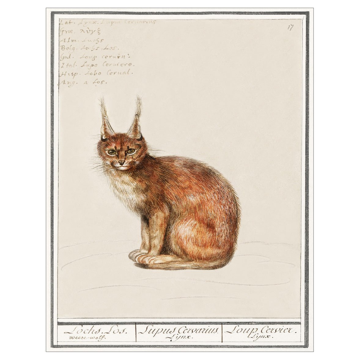 Decorative "Lynx (1596–1610)" by Anselmus Boëtius de Boodt Poster | High - Quality Print | Repositionable Adhesive - Pasquín