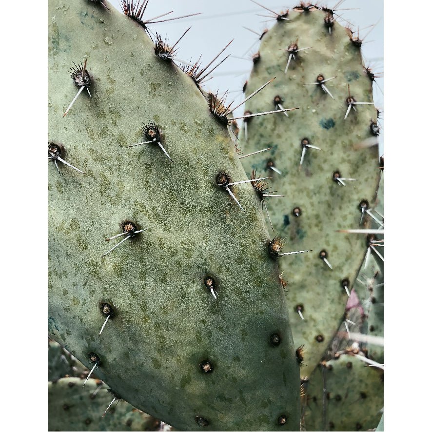 Decorative "Opuntia Cactus in Arizona" Poster | High - Quality Print | Repositionable Adhesive - Pasquín