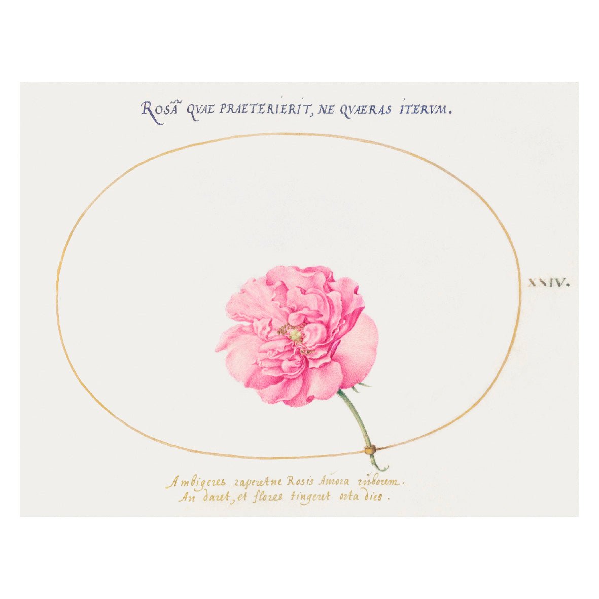 Decorative "Pink Rose (1580)" by Joris Hoefnagel Poster | High - Quality Print | Repositionable Adhesive - Pasquín