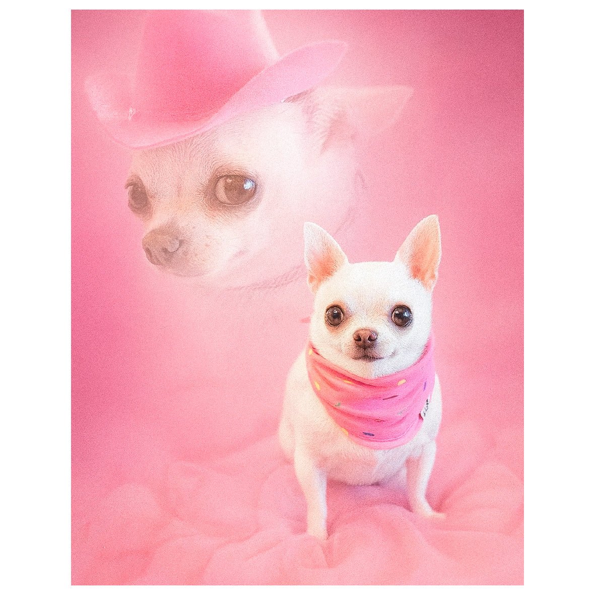 Decorative "Portrait of a Good Boy" Poster | High - Quality Print | Repositionable Adhesive - Pasquín