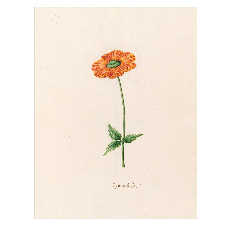 Decorative "Ranünculüs (1692)" by Magdelena Rosina Funck Poster | High - Quality Print | Repositionable Adhesive - Pasquín