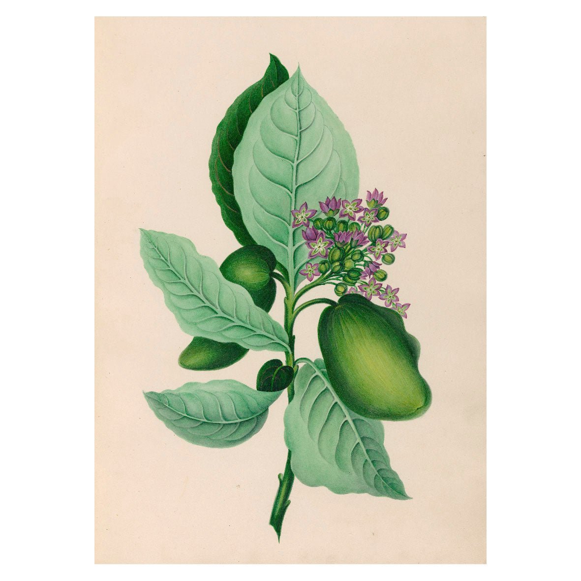 Decorative "Tropical flowers and fruits from South America I (avocado) (1830)" Poster | High - Quality Print | Repositionable Adhesive - Pasquín