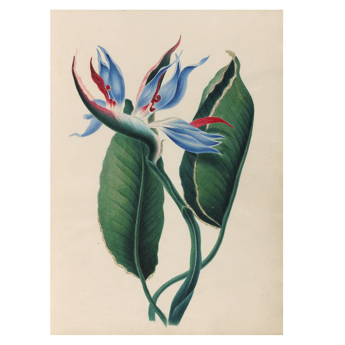 Decorative "Tropical flowers and fruits from South America III (Bird of heaven) (1830)" Poster | High - Quality Print | Repositionable Adhesive - Pasquín