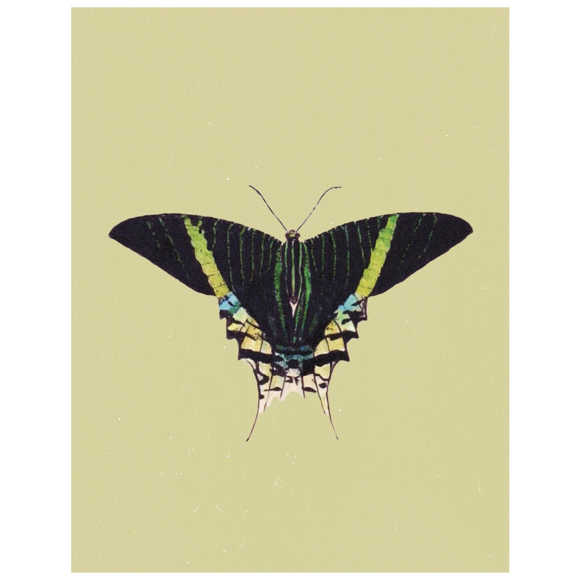 Twilight Moth Illustration Reusable Peel - and - Stick Poster - Pasquín