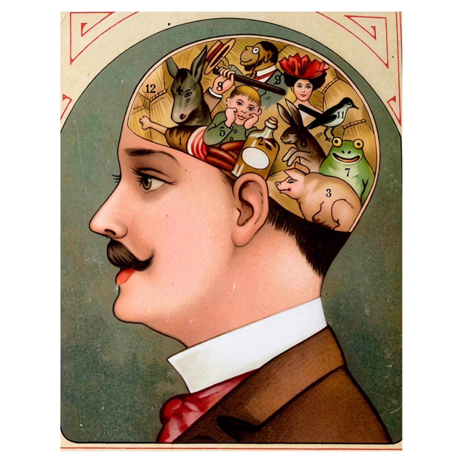 Decorative "Vintage Phrenology Postcard (Male)" Poster | High - Quality Print | Repositionable Adhesive - Pasquín
