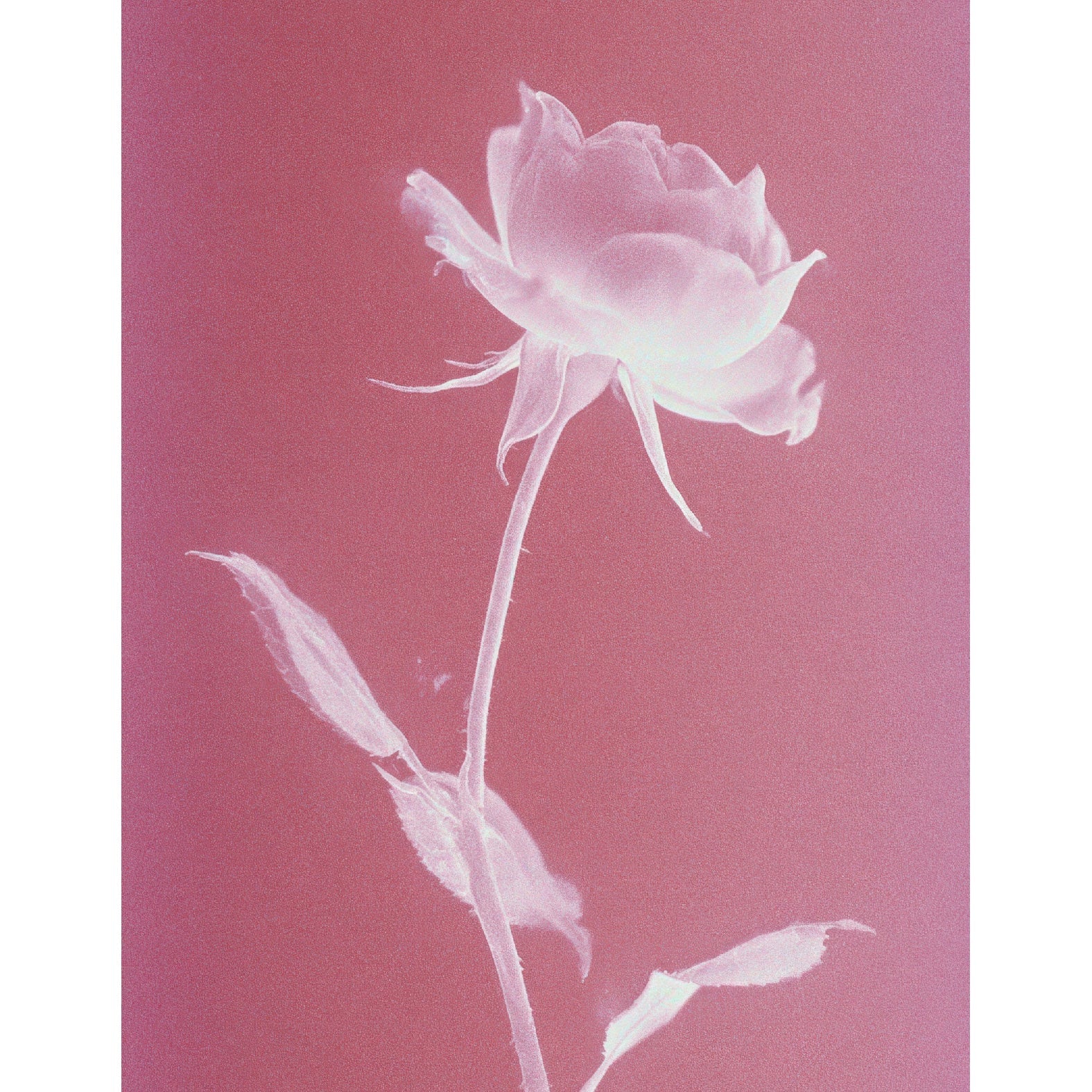 “Rose botanical photogram" - Reusable Peel - and - Stick Poster - Pasquín
