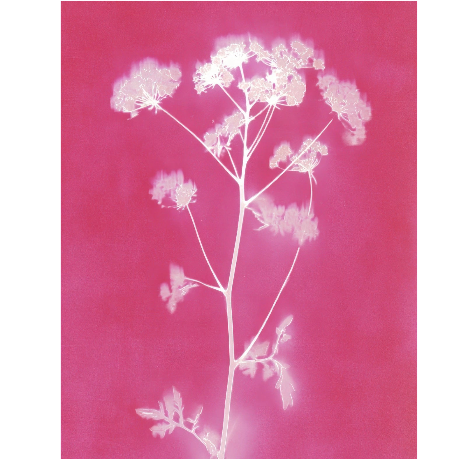 “Wildflower botanical photogram" - Reusable Peel - and - Stick Poster - Pasquín